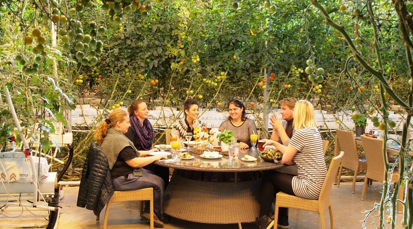 Lunch at the greenhouse at Friðheimar farm