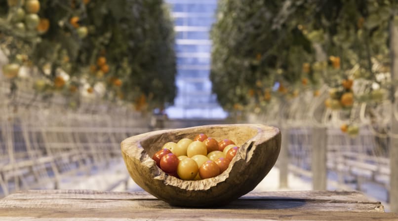 Tasting fresh tomatoes at Fridheimar Farm