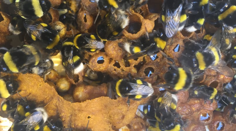Observing the bees at Fridheimar Farm