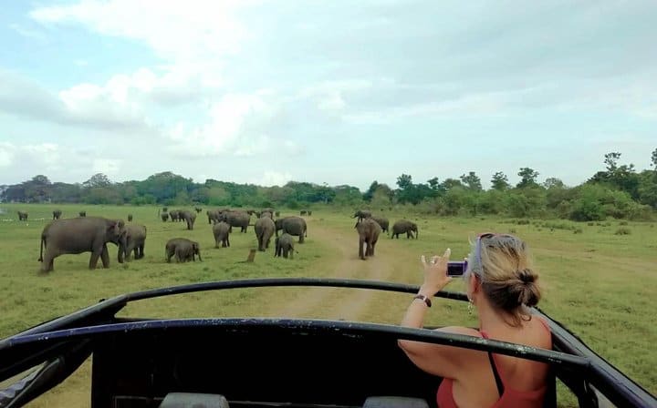 Minneriya National Park