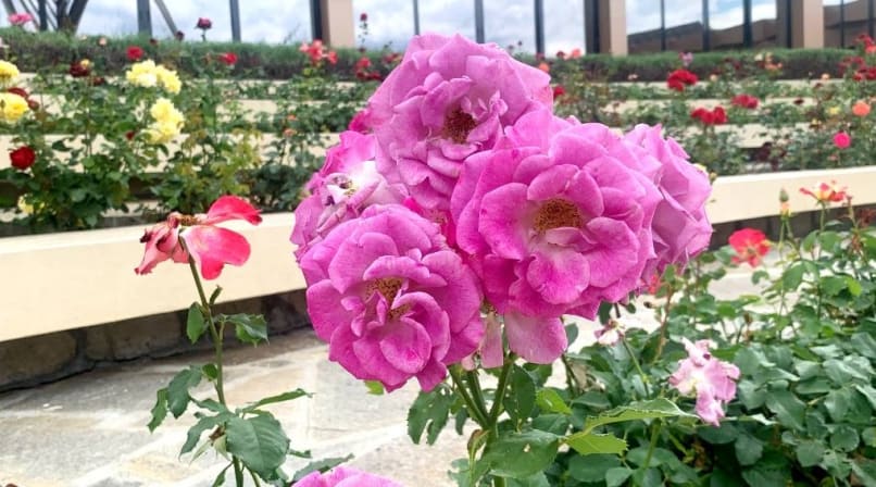 Buzludzha monument and Valley of Roses tour