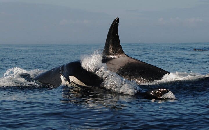 Granville Whale watching