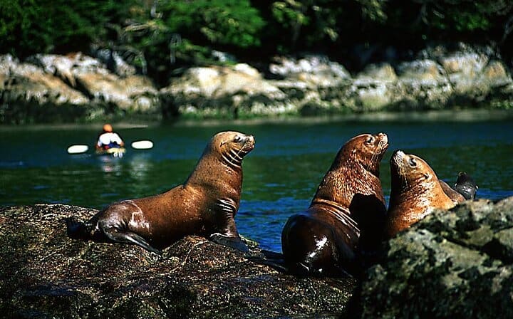 Marine Wildlife