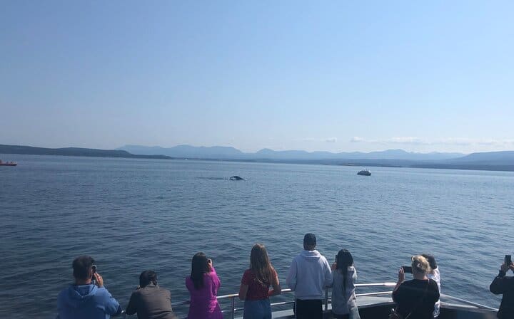 Whale watching