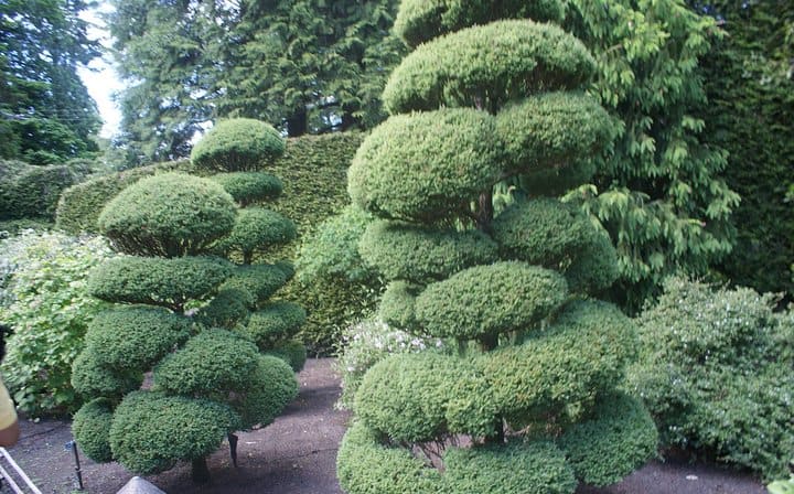 Butchart Tree