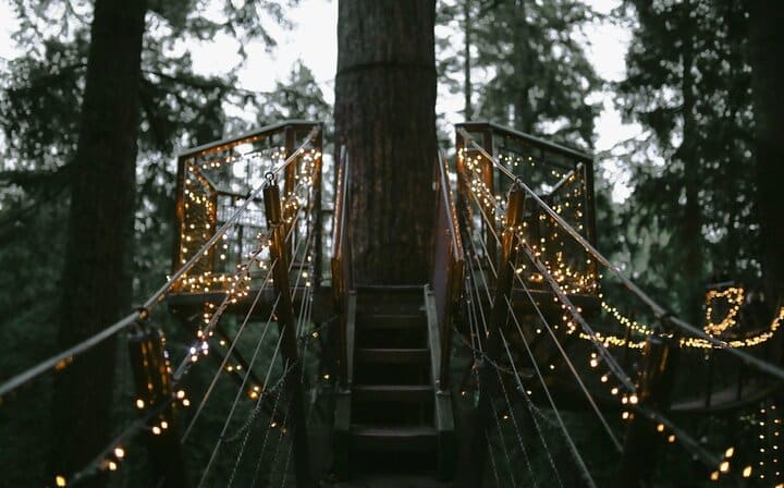 Capilano Tree top