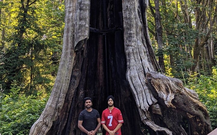 Hollow Tree