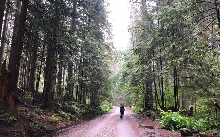 Lynn canyon trees