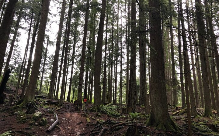 Lynn canyon forest