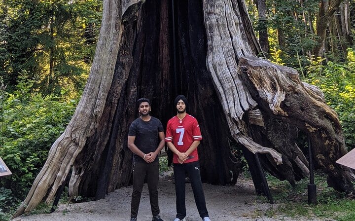 Hollow Tree