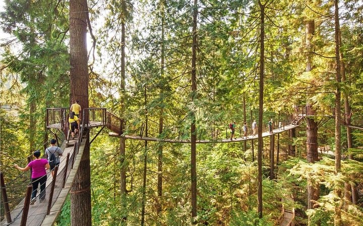 capilano tree walk