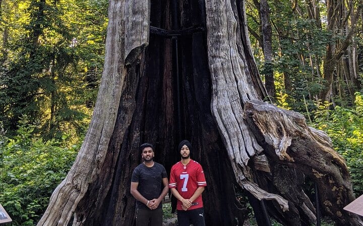 Hollow Tree
