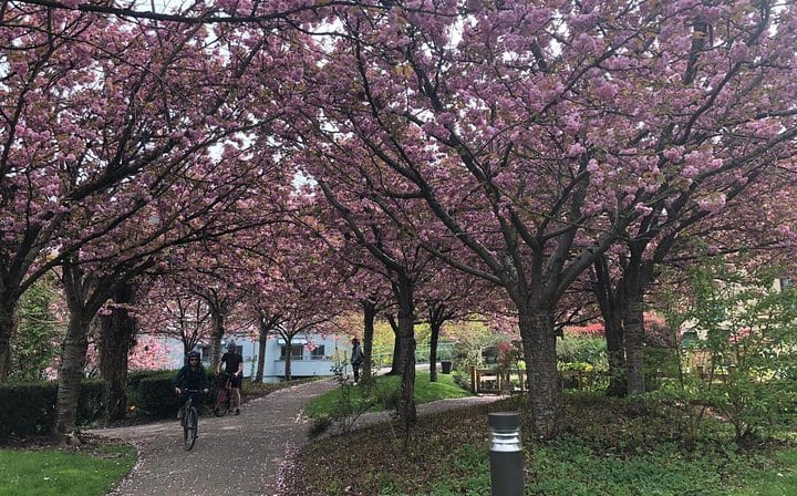 Blooming Cherry Blossoms
