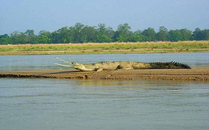 Crocodile on the Chitwan Safari Tour