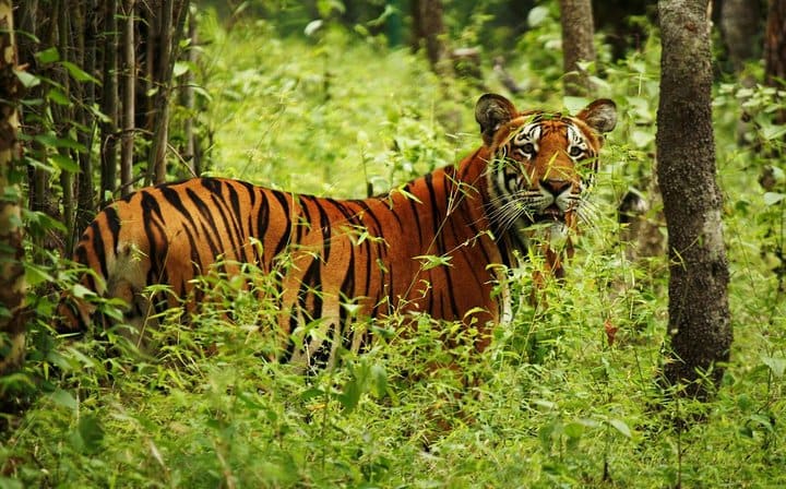 Jungle Safari at Chitwan