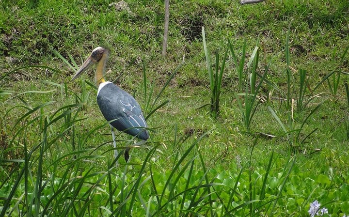 3 Days Koshi Tappu Wildlife Reserve Tour from Kathmandu