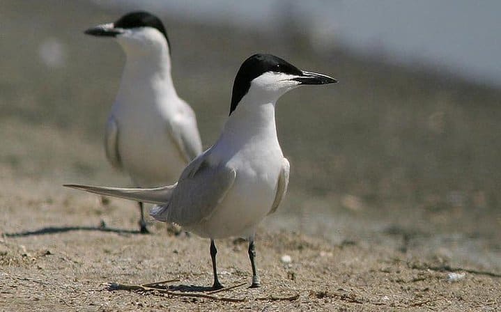 3 Days Koshi Tappu Wildlife Reserve Tour from Kathmandu