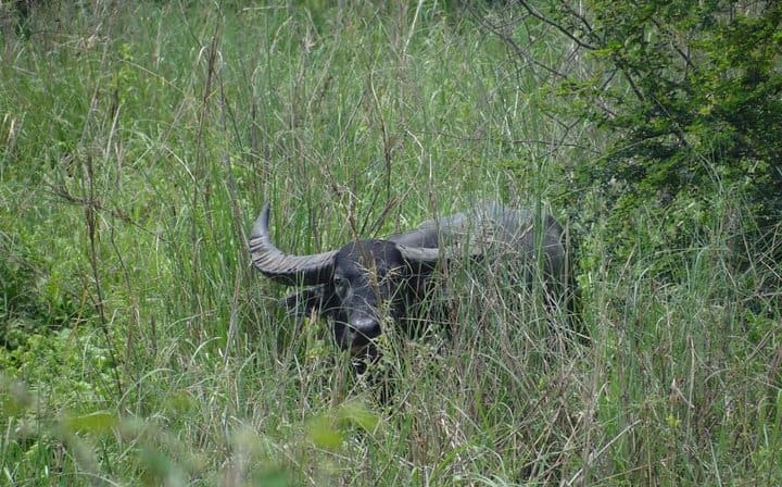 3 Days Koshi Tappu Wildlife Reserve Tour from Kathmandu