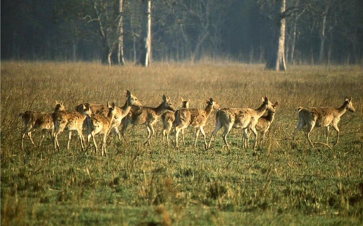 3 Days Koshi Tappu Wildlife Reserve Tour from Kathmandu