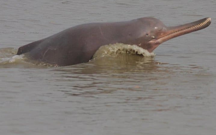 3 Days Koshi Tappu Wildlife Reserve Tour from Kathmandu