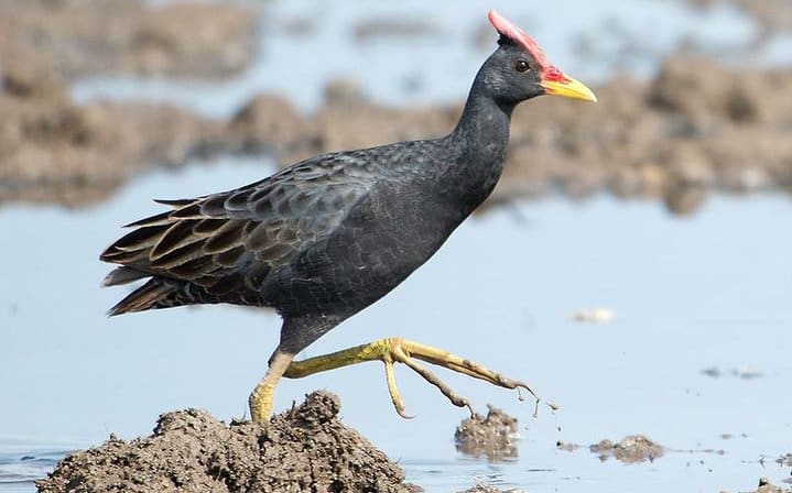 3 Days Koshi Tappu Wildlife Reserve Tour from Kathmandu