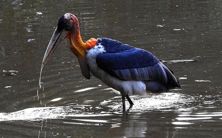 3 Days Koshi Tappu Wildlife Reserve Tour from Kathmandu