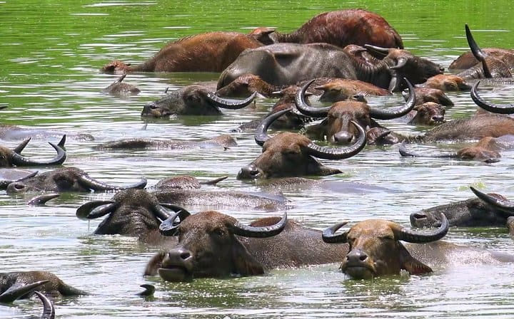 3 Days Koshi Tappu Wildlife Reserve Tour from Kathmandu
