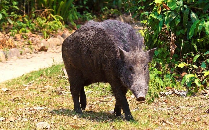 3 Days Koshi Tappu Wildlife Reserve Tour from Kathmandu