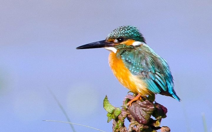 3 Days Koshi Tappu Wildlife Reserve Tour from Kathmandu
