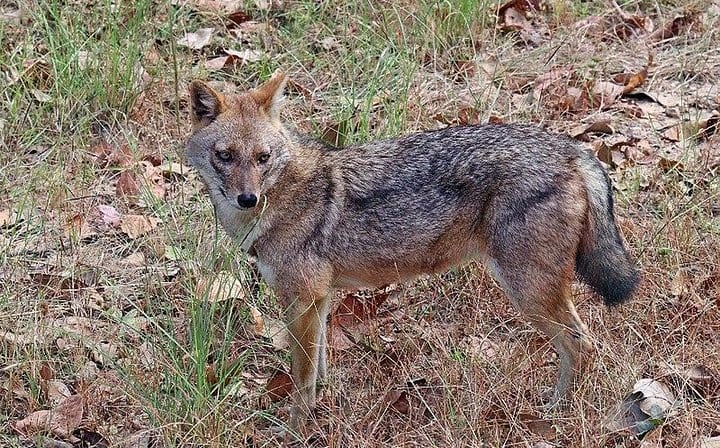 3 Days Koshi Tappu Wildlife Reserve Tour from Kathmandu