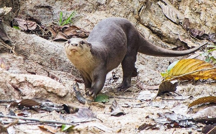 3 Days Koshi Tappu Wildlife Reserve Tour from Kathmandu