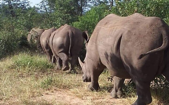 White Rhinocerous,Mosi oa Tunya National Park-Livingstone Zambia