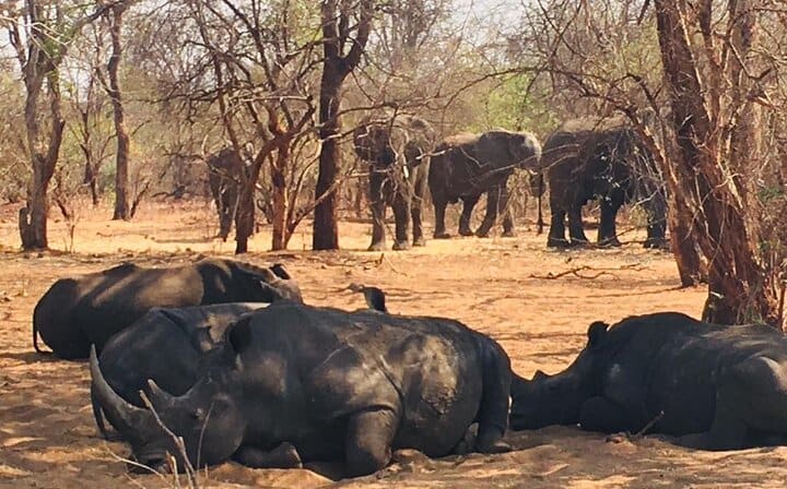 Rhino Walking Safari,Mosi oa Tunya National Park Livingstone Zambia