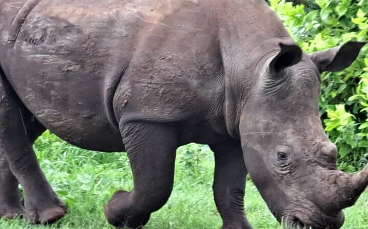 Rhinocerous in the Mosi-Oa-Tunya National Park- Livingstone Zambia