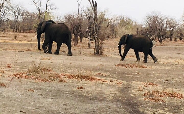 Rhino Walking Safari,Mosi oa Tunya National Park Livingstone Zambia