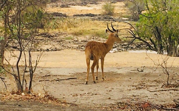 Rhino Walking Safari,Mosi oa Tunya National Park Livingstone Zambia