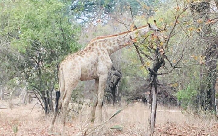 Rhino Walking Safari,Mosi oa Tunya National Park Livingstone Zambia