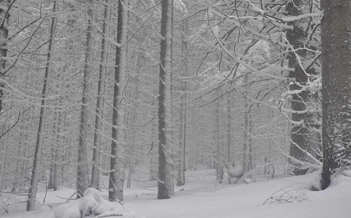 Forest in Taga Mountains