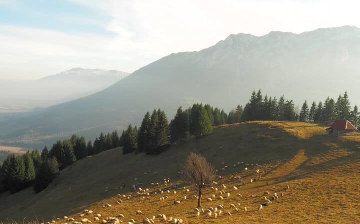 Sheep in the Carpathian Mountains!