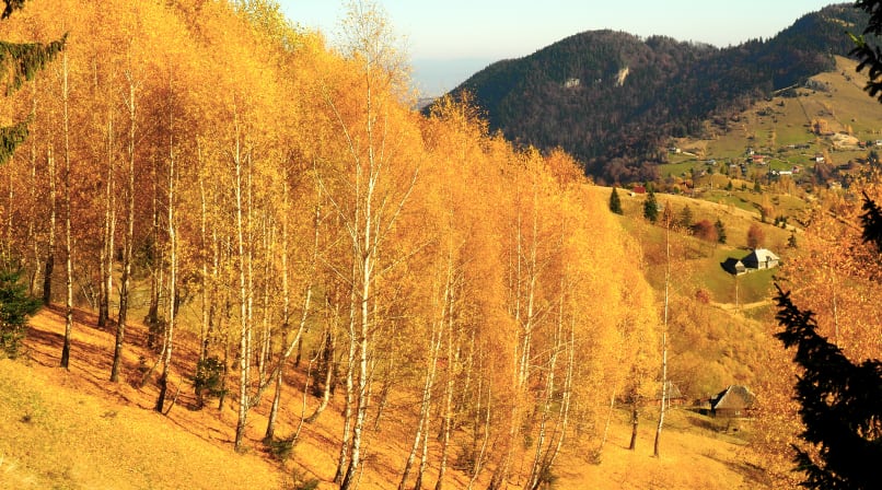 The fall in the Carpathian Mountains