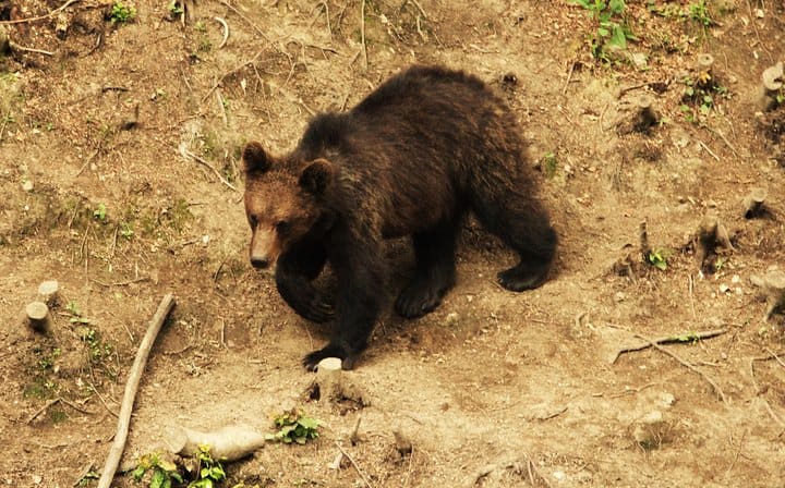 Wildlife Romania