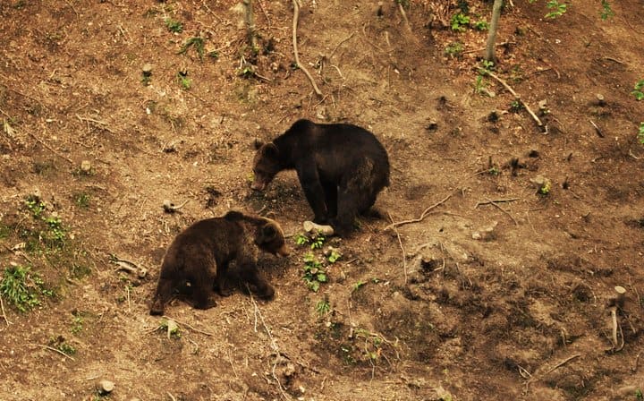 Wildlife Romania