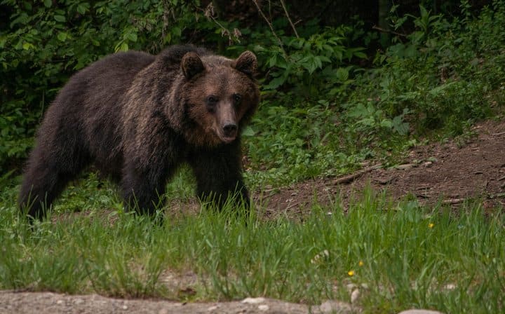 Brown bears watching in the wild