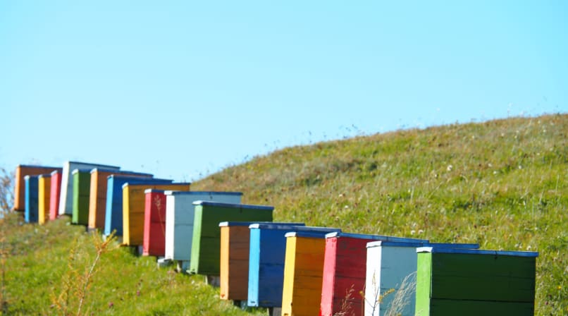 Bee hives in Magura village