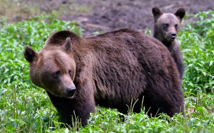 Wildlife Romania