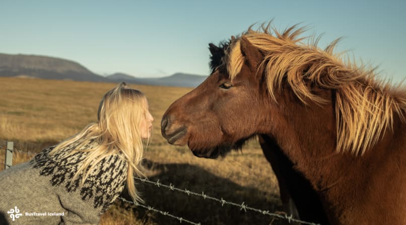 Icelandic horses