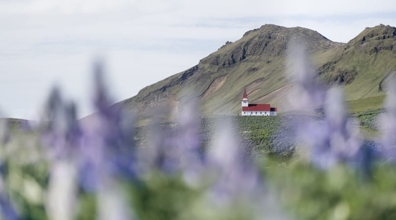Beautiful country side church at Viking village surrounded by Alaska lupins
