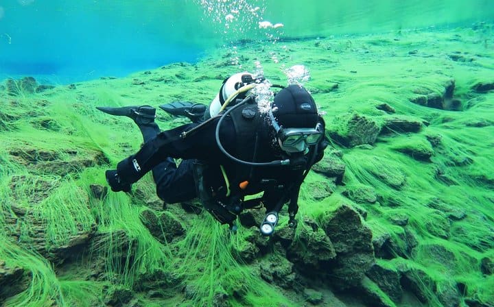 Diver in algae forest