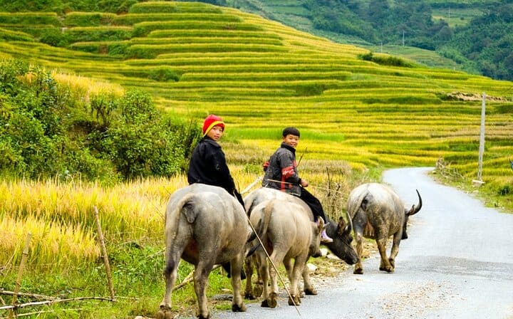 Hanoi Halong Bay Ninh Binh Sapa Package Tour 6 Days 6 Nights