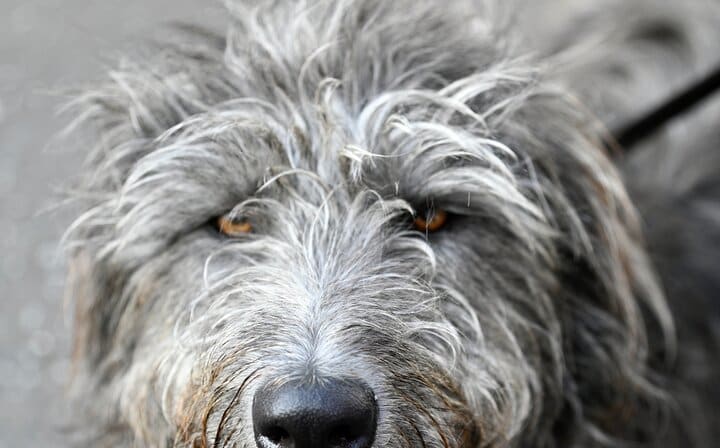 an Irish Wolfhound